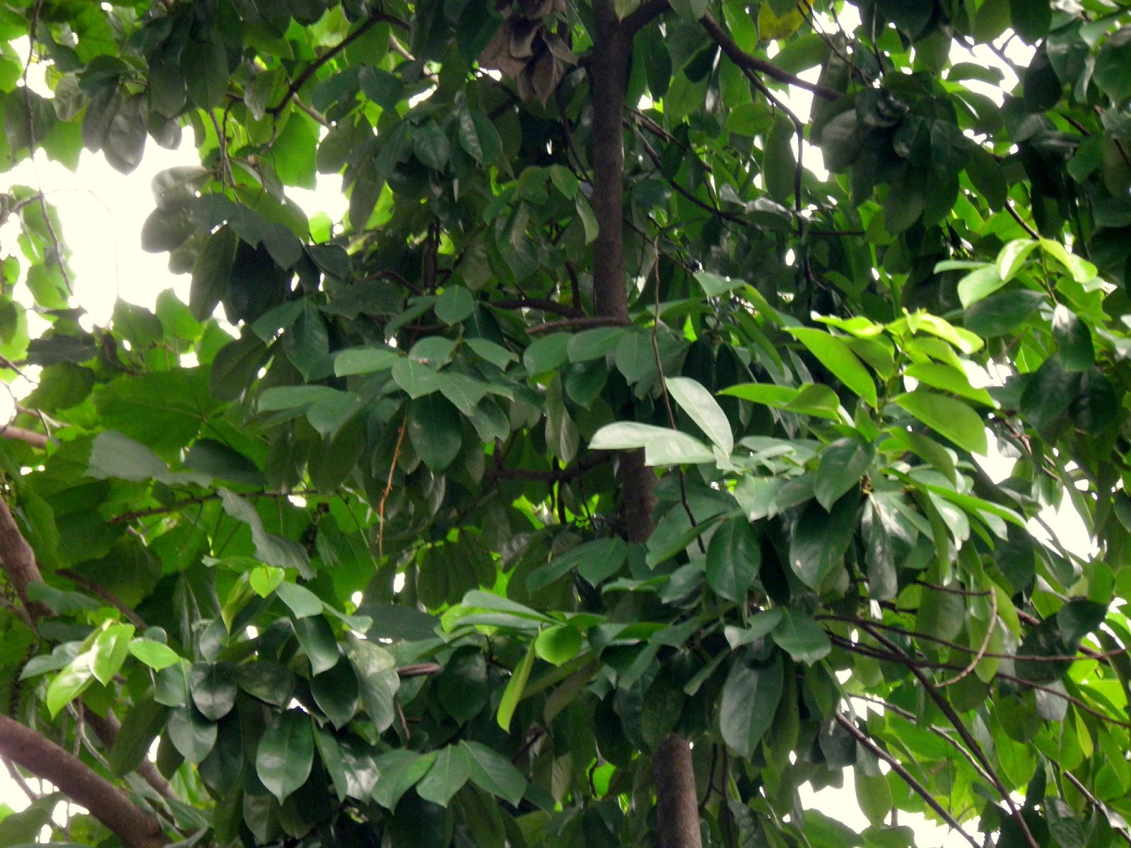 noel autor: Is Guyabano a Cure for Cancer?