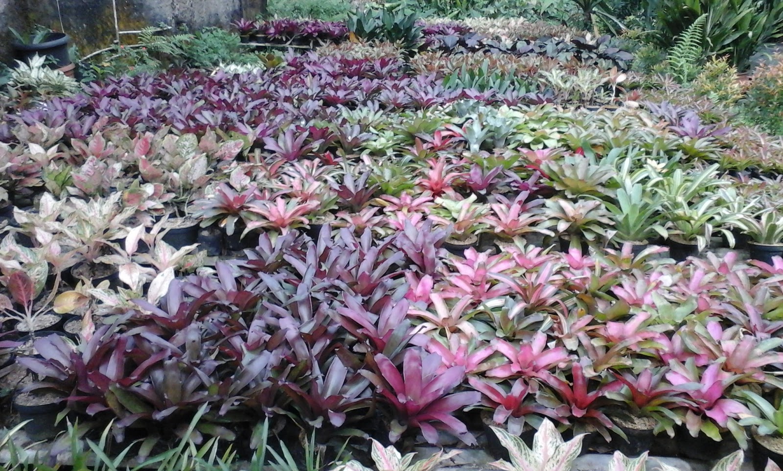 JUAL TANAMAN DAN RUMPUT TAMAN: jual bibit pohon | tukang tanaman hias murah