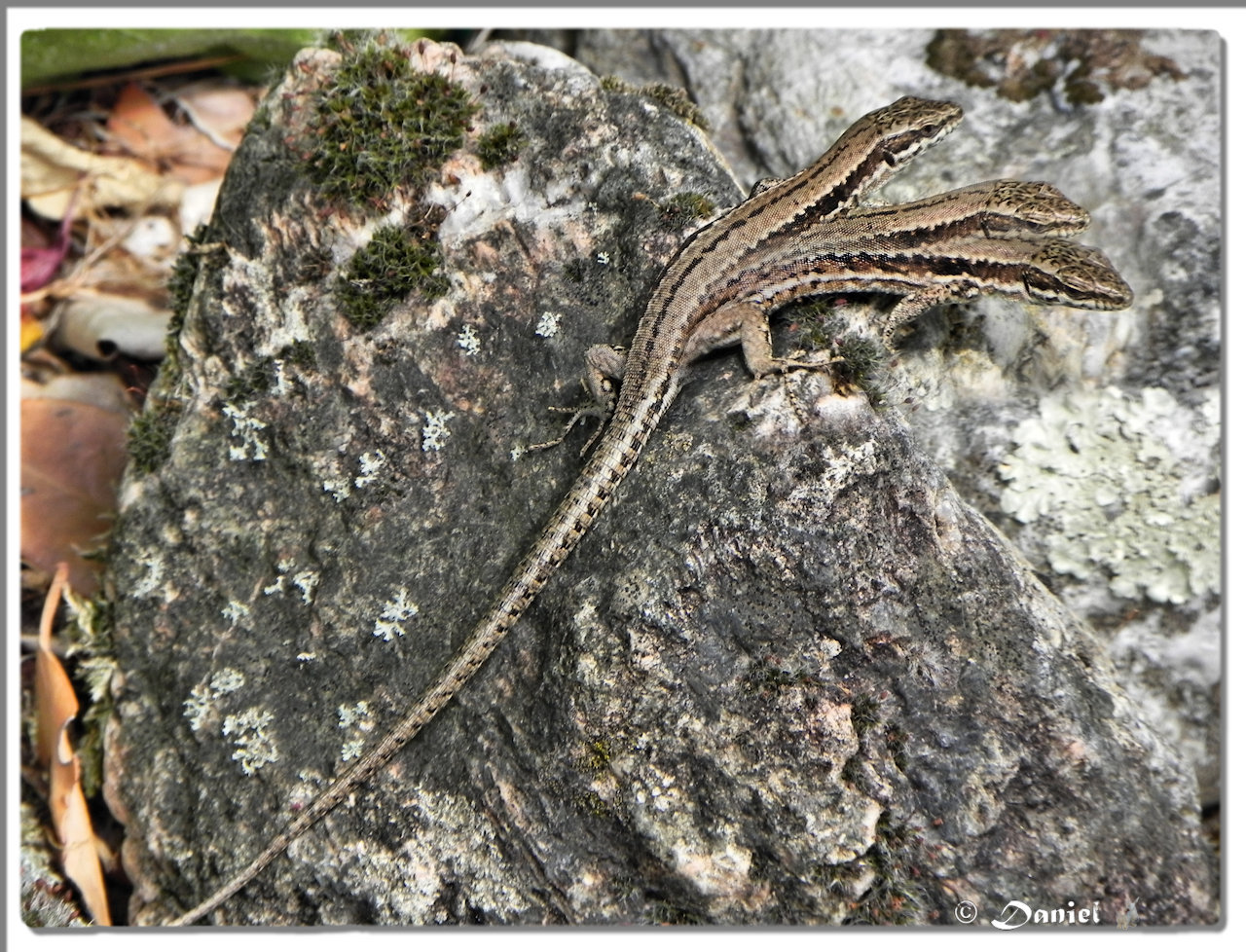 Photos Daniel: Chimère