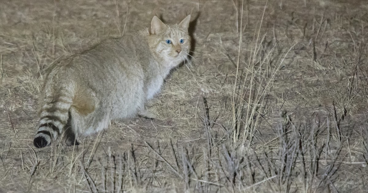 Zoology Jottings Chinese Mountain Cat New research indicates it is a
