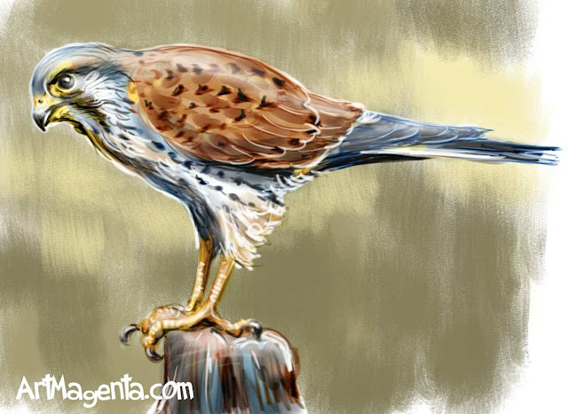 Common Kestrel sketch painting. Bird art drawing by illustrator Artmagenta