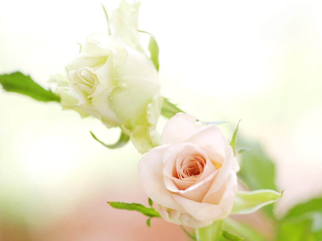 White Rose HD photos flowers wallpapers collections free Download 