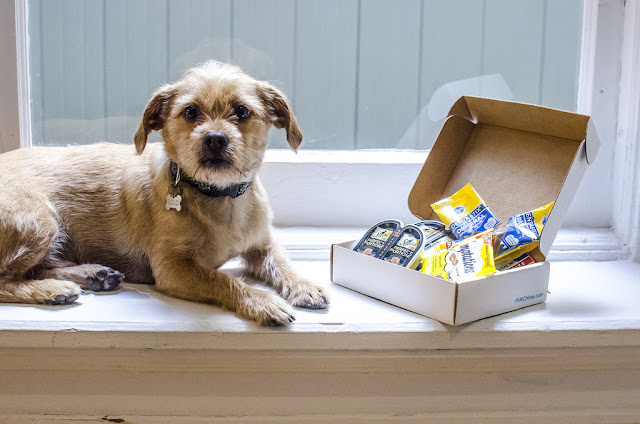 3 Amazing Pet Products That Make Pet Ownership Easy