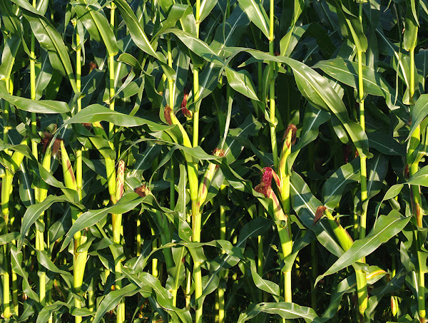 maize farming, maize cultivation, guide for maize farming, how to start maize farming, tips for maize farming, growing maize, commercial maize farming, growing maize commercially, corn, corn farming, corn farming guide, tips for corn farming, how to start corn farming, commercial corn farming