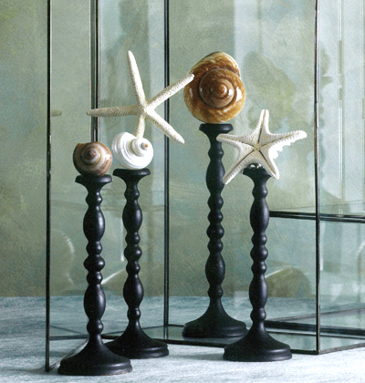 display stands for shells and sea life