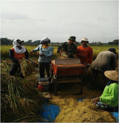 BATI KOMSOS KORAMIL JENAR TURUN SAWAH BANTU PETANI