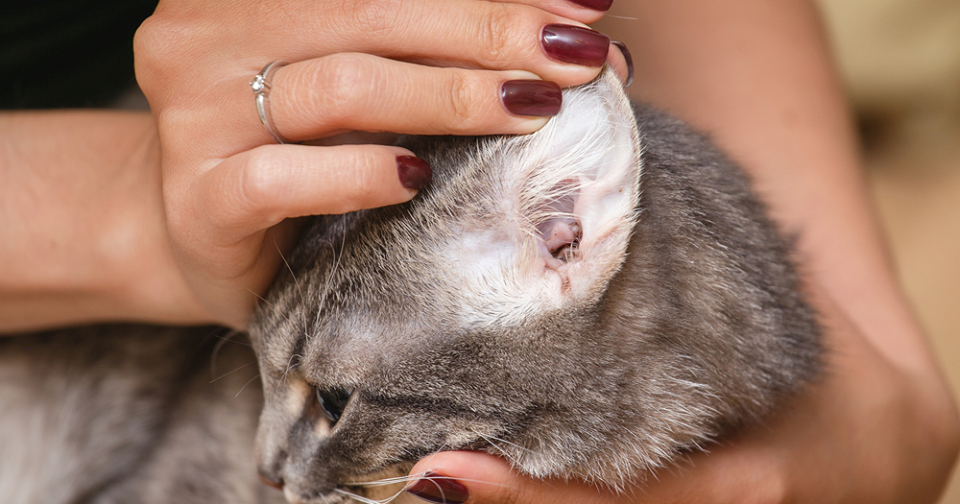 Ear Mites Infection In Cats, Symptoms, Causes And Treatment Pets Care