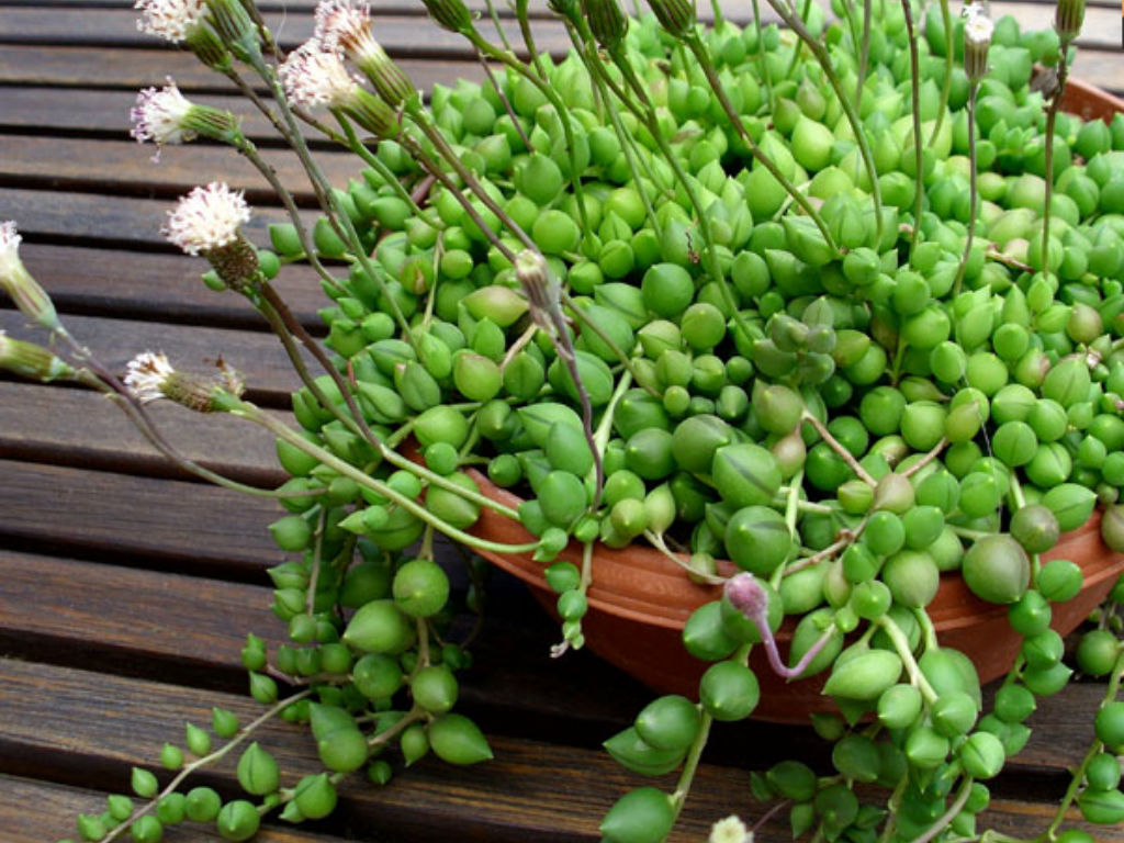 Senecio rowleyanus «planta rosario» - Id Plantae
