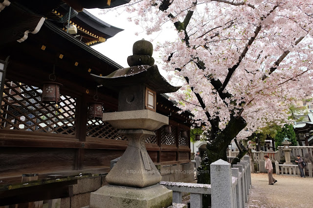 Osaka Tenmangu Shrine ซากุระ โอซาก้า