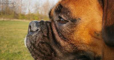 boxer dog red beautiful dog