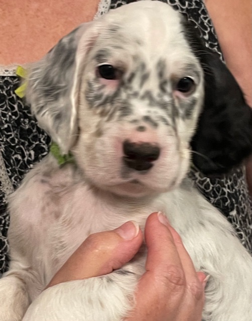 Linwood English Setters Puppies