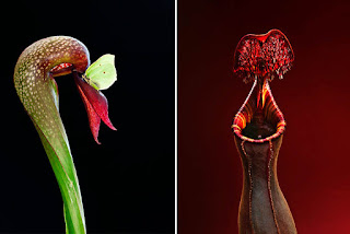 carnivorous-plant