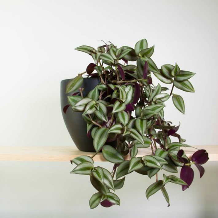 Las 9 mejores plantas colgantes 