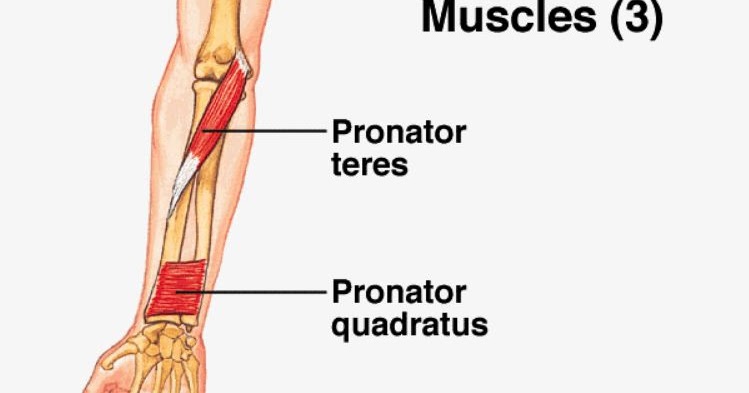 Otot pronator teres dan pronator kuadratus