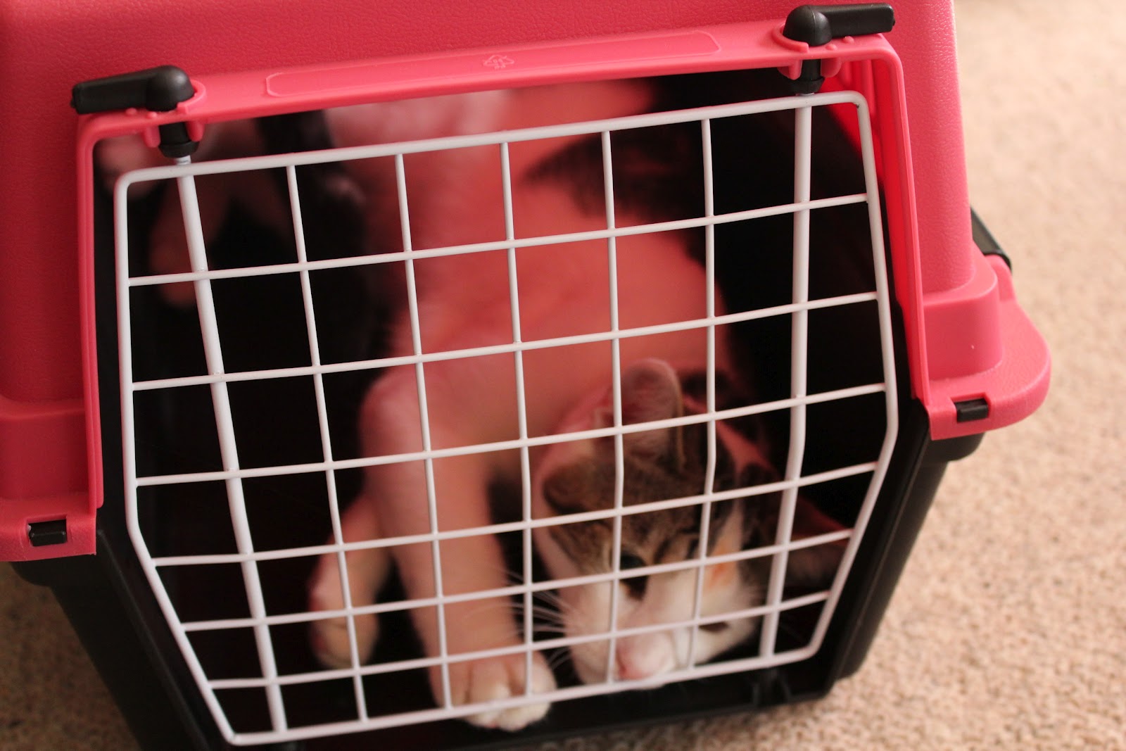 Pedro d'Cat Cat in Cage