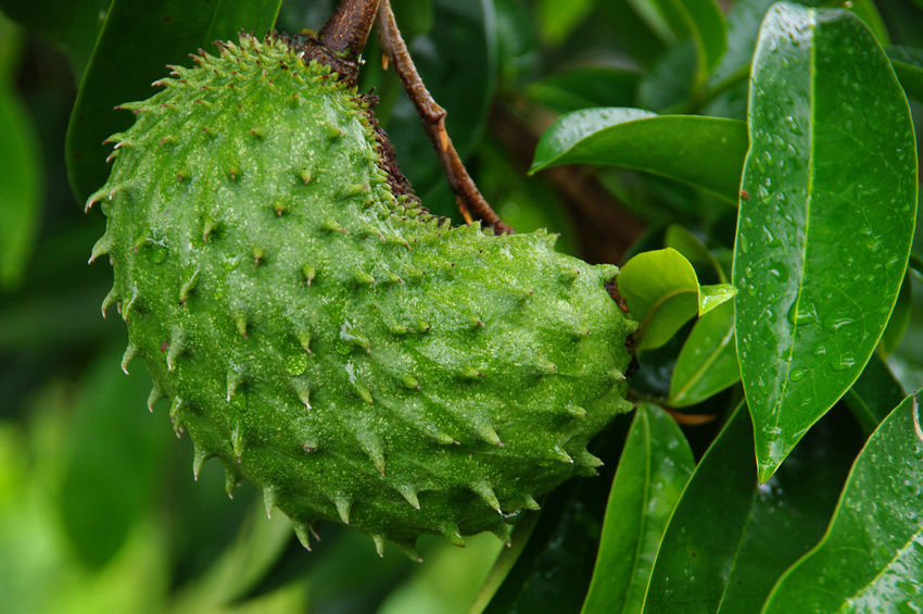 8 Health Benefits of Soursop Fruit
