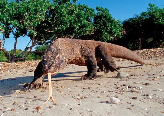 7 Contoh Report Text Bahasa Inggris Terbaru Fujianto21 Chikafe