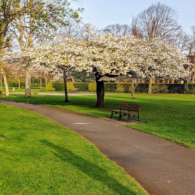 Best Dublin Walks: Cherry Tree in Herbert Park