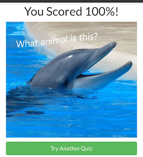 quiz answers animal diva animals identify common score