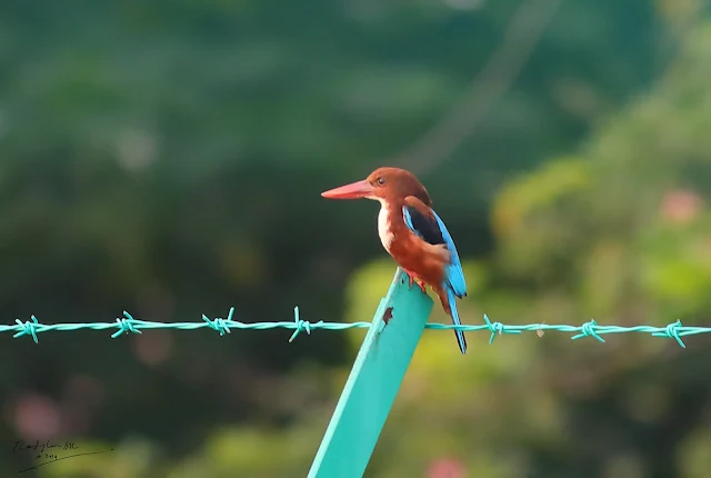 White-throated Kingfisher - Pekaka Dada Putih