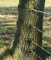 barbed wire in tree