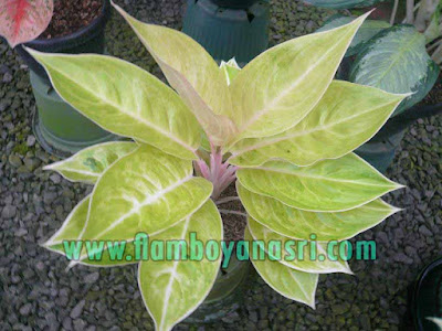 35 Jenis Aglaonema Beserta Gambar