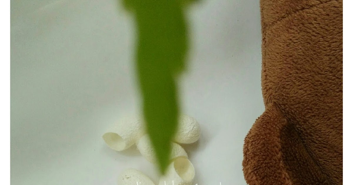 Retno Andini Review Silk Cocoon Facial Scrub (Kepompong