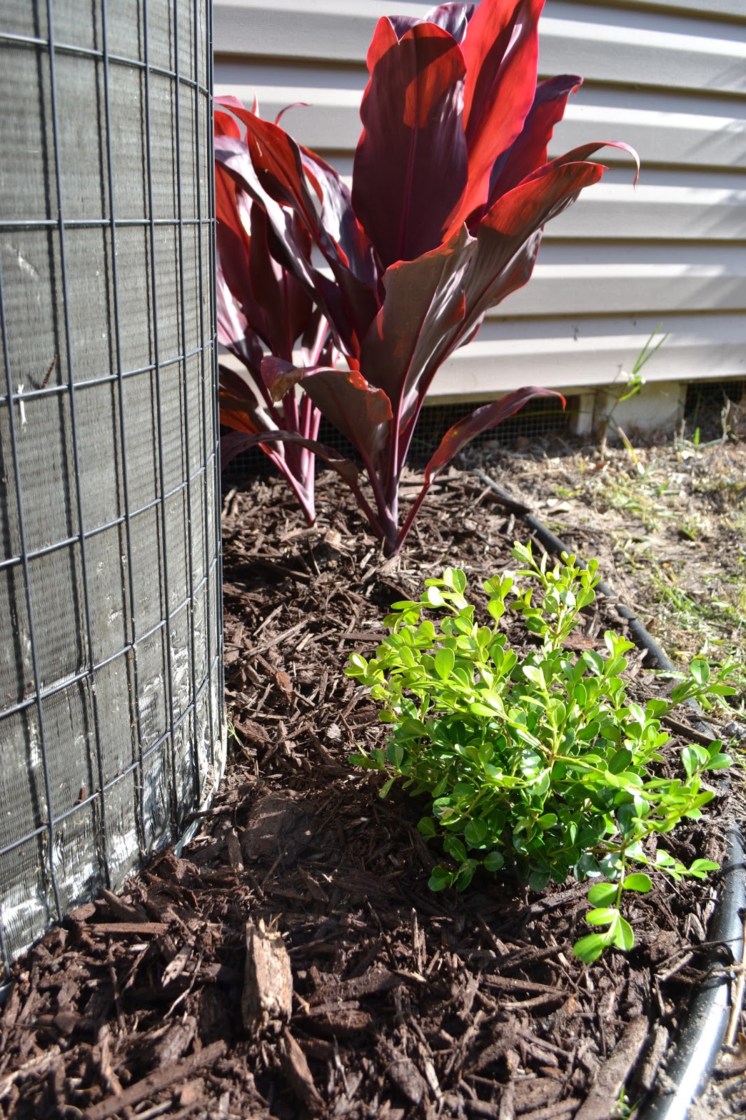 Zoo View Home: April Landscaping: Hiding an Air Conditioner