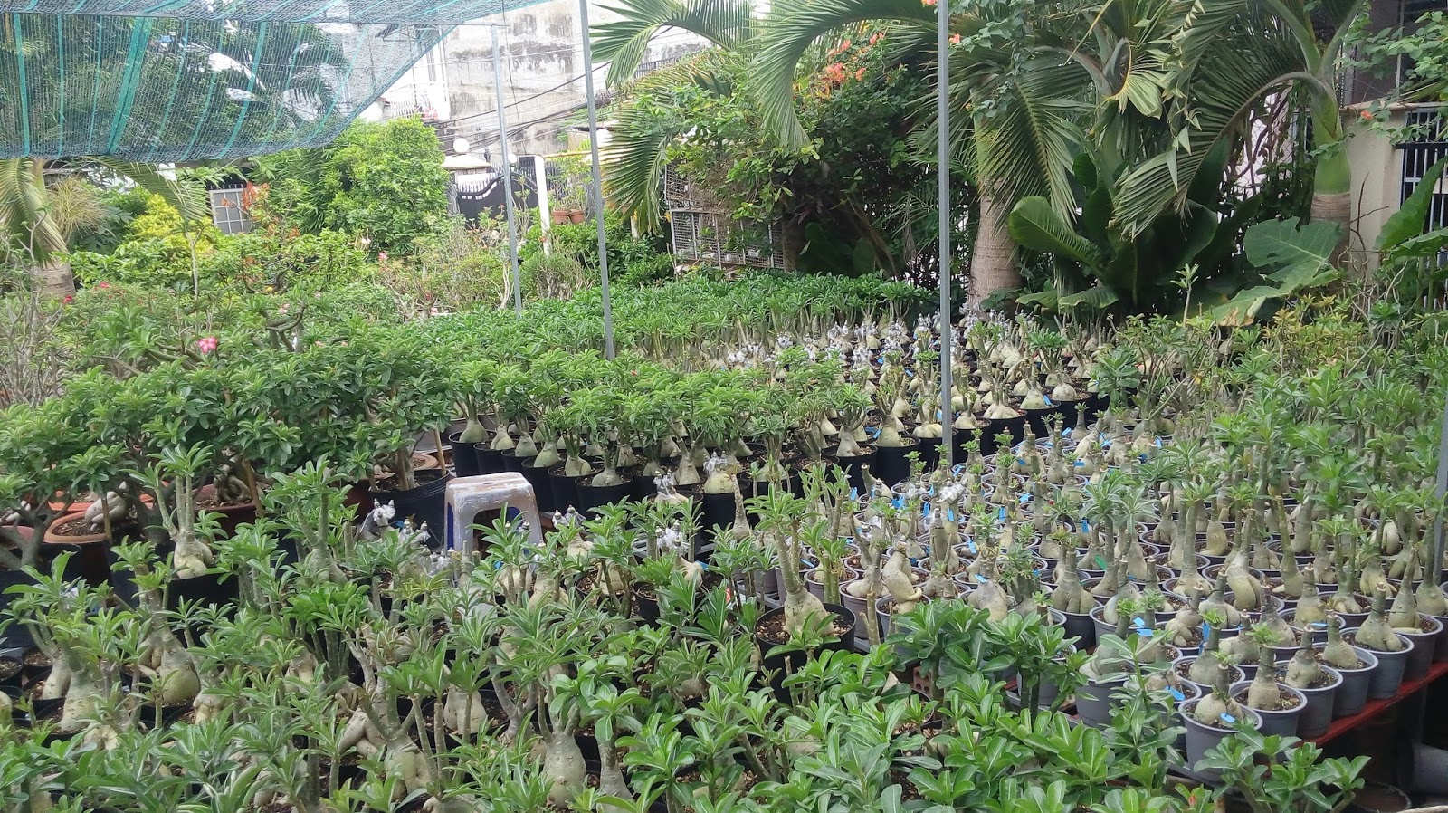 Bán sứ Thái lan - 1