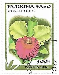 Selo Orquídea Cattleya