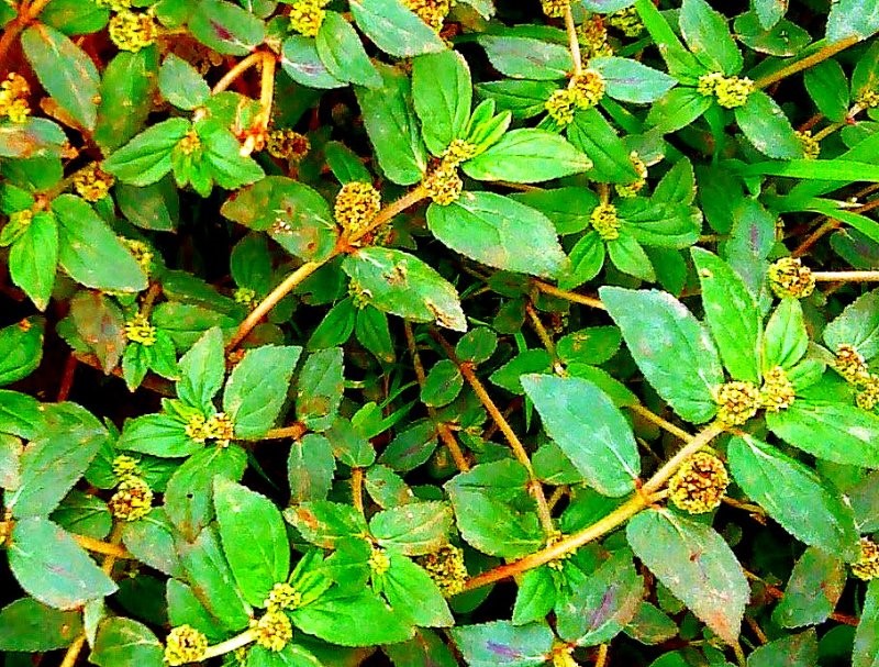 Cool Zephyr Health Benefits of Tawa Tawa against Dengue Fever