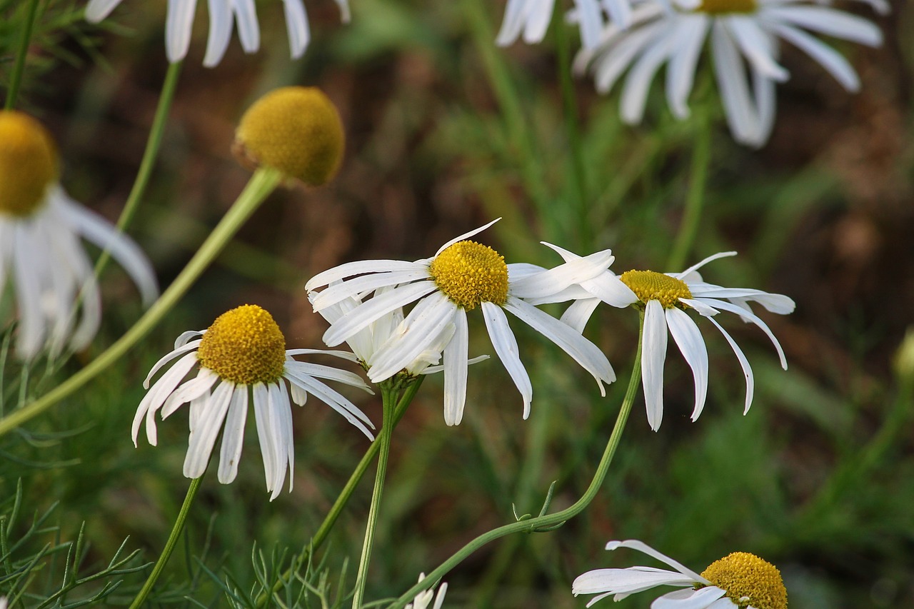 Natural herbs for anxiety and panic attacks