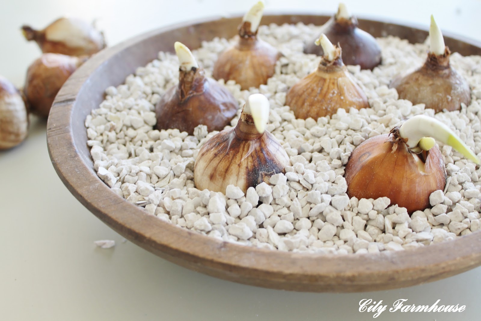 Planting Paperwhites With Jack & The Sum Of These Moments City Farmhouse by Jennifer O'Brien