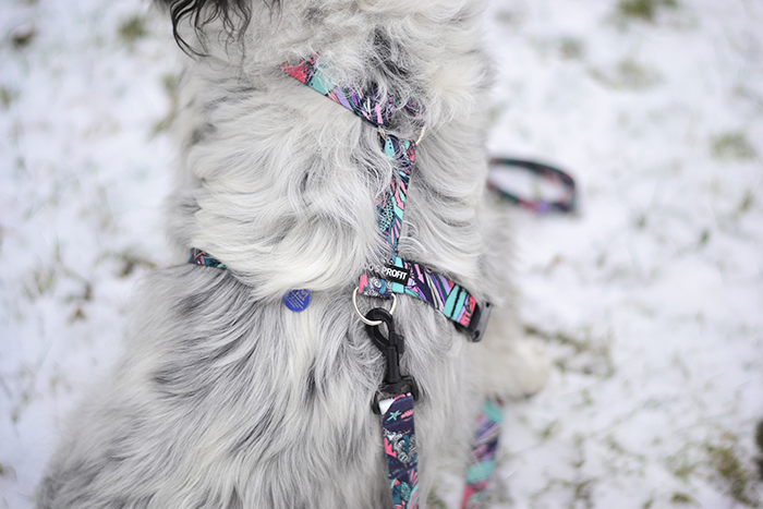 Smycz miejska & szelki guard, Dog's Profit