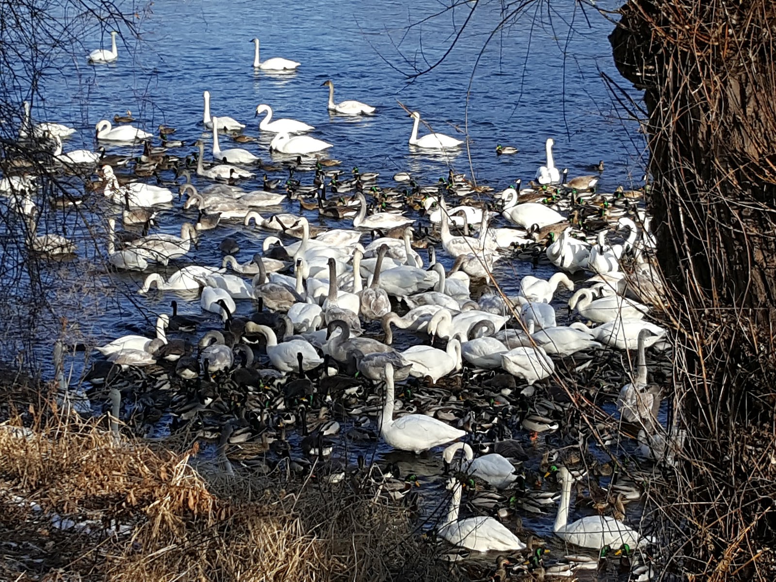 swan lake field trip