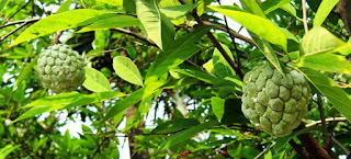 Manfaat Buah Srikaya Manfaat Buah Srikaya Bagi Kesehatan
