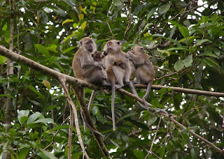 Cava maymunu bütün köpeksi maymunlar gibi gruplar içinde yaşar.