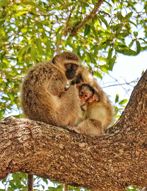 Blog Apaixonados por Viagens - Safári - África do Sul - Kruger Park Blog Apaixonados por Viagens - Safári - África do Sul - Kruger Park