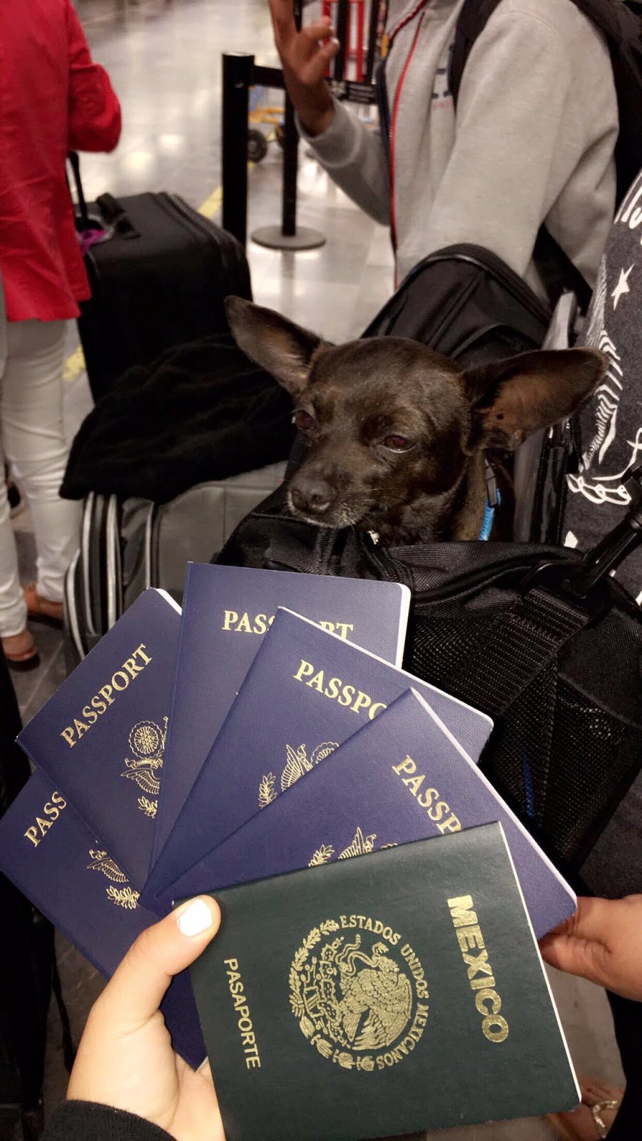 Nigeria Pet Passport These Are Things You Need To Know And How The Law