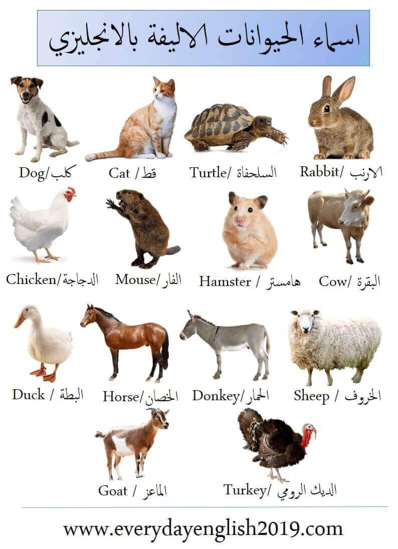 بقرة بالانجليزي