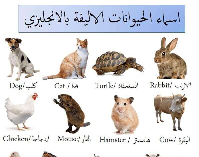 اسماء الحيوانات بالانجليزي بالصور مع صورتعليمية رائعة