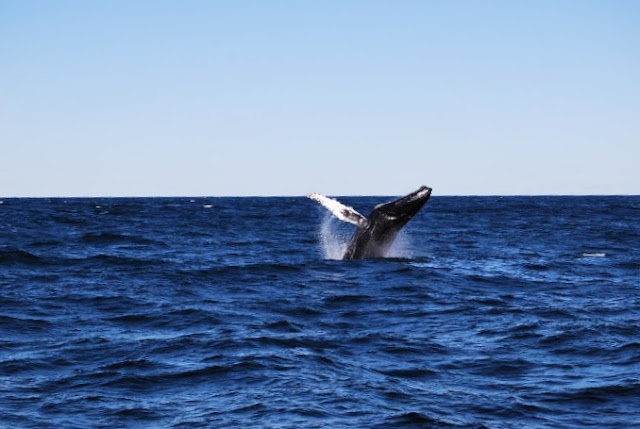 whale watching boston usa a golpe de objetivo