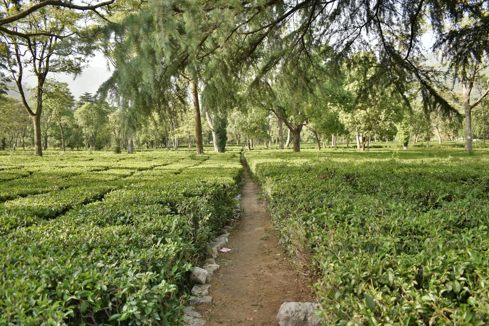 10 Places to visit in Palampur Himachal Guide