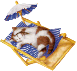 gato_praia.gif