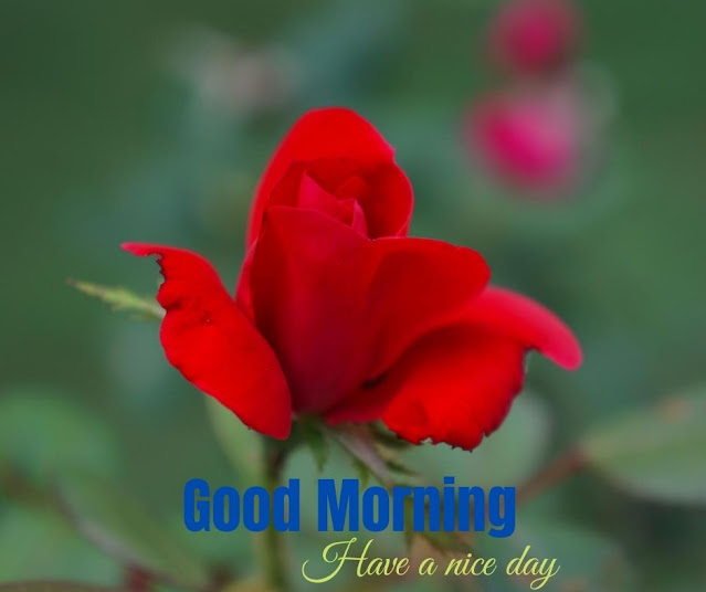 flower images good morning