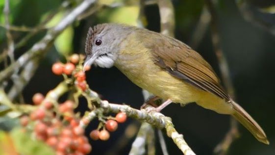 Harga Burung Cucak Jenggot Juni 2019