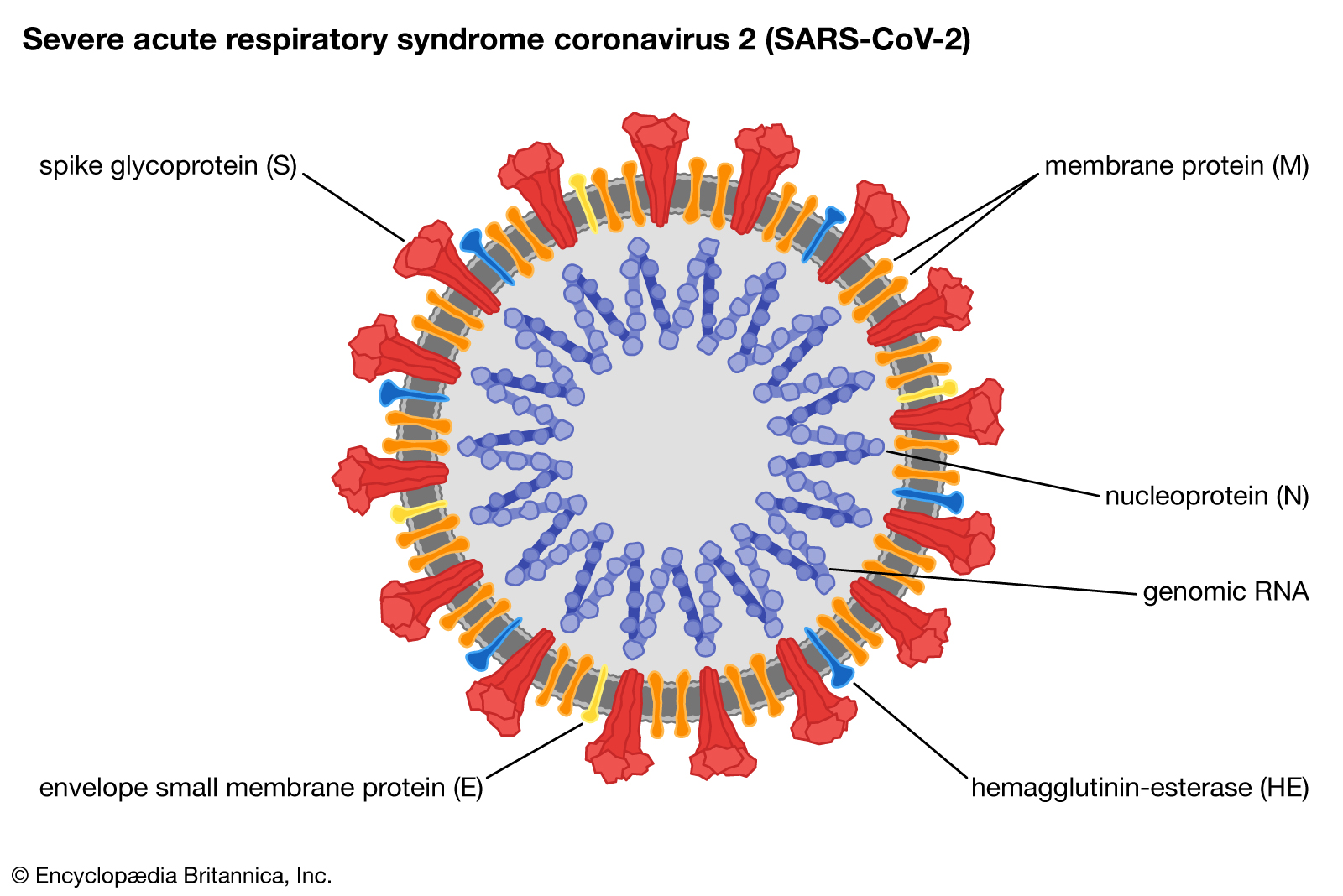 virus covid
