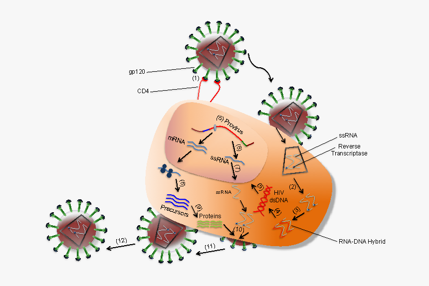 Finding antibodies of the coronavirus