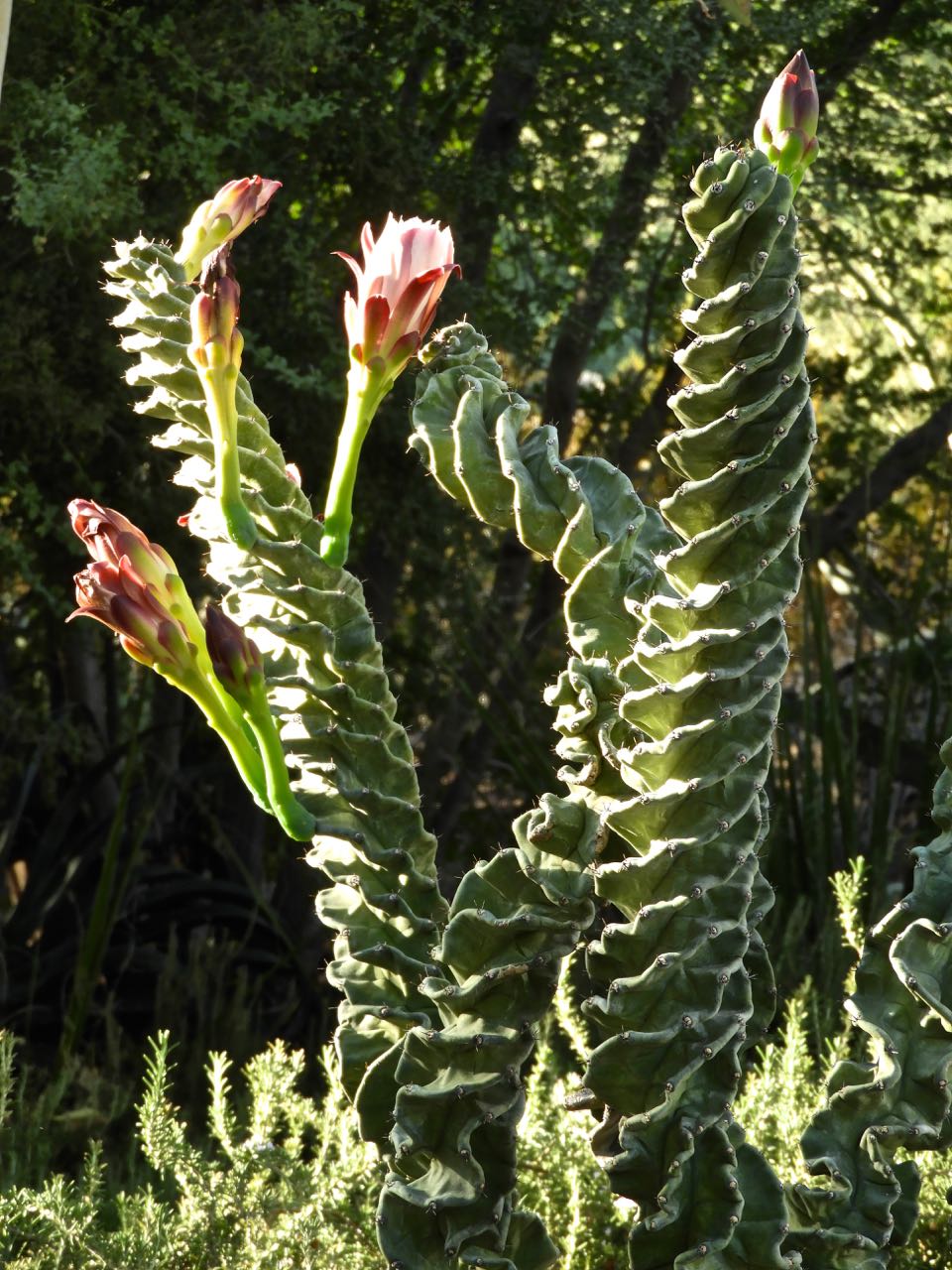 Phoenix Daily Photo Twisted Cactus
