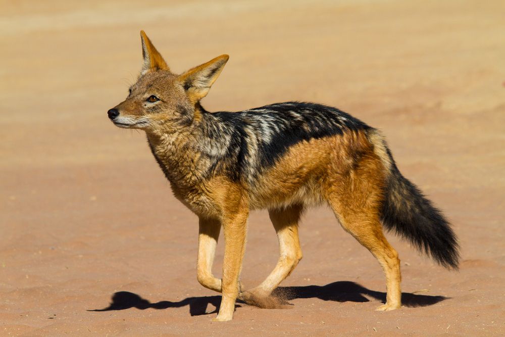 Are jackals dangerous? Jackal facts, habitat & species